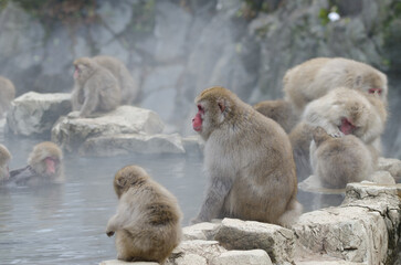 Japanese macaques Macaca fuscata next to a hot spring pool. Jigokudani Monkey Park. Yamanouchi. Joshinetsu Kogen National Park. Japan.