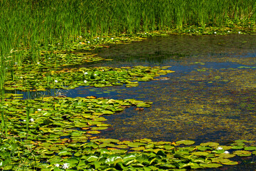 green grass in the water