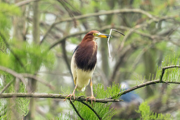 Close-up of a standing pond heron