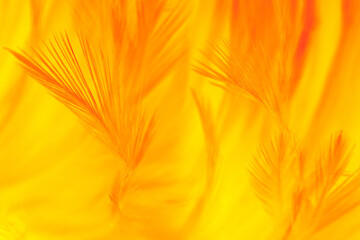 Yellow orange feather texture pattern background