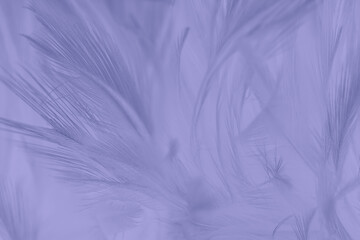 Fototapeta na wymiar Beautiful violet feather pattern texture background , pastel color style