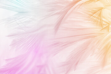 Beautiful violet - mauve mist colors tone feather texture background, pastek trends color