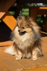 Pomeranian sits on a wooden surface.