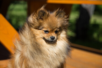 Pomeranian sits on a wooden surface.