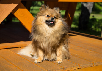 Pomeranian sits on a wooden surface.