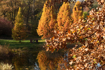 Park Śląski jesienią. Staw. © ChemiQ