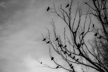 crows in a tree
