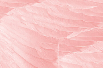 Beautiful macro soft pink vintage color trends feather flamingo pattern texture background