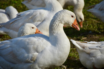 Naklejka na ściany i meble Geese Grazing in Liechtenstein, One Goose in Medium Profile Close-up