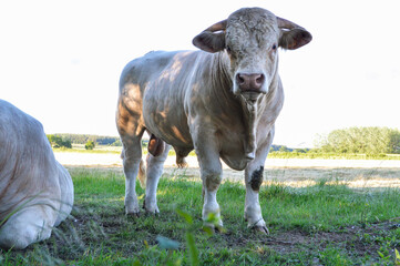 Beautiful and powerful Charolais bull