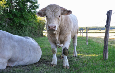 Beautiful and powerful Charolais bull