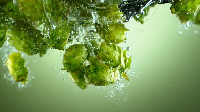 Super slow motion of falling fresh hops cones into water. Underwater shot. Filmed on high speed cinema camera, 1000 fps. Speed ramp effect.