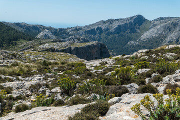 Fototapeta na wymiar Wanderung auf Mallorca durch das Tramuntana Gebirge auf dem Fernwanderweg GR 221 Ruta de Pedra en Sec. Überall blüht das Wolfsmilchgewächs, Euphorbia.