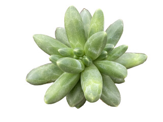 sedum