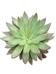 echeveria 4