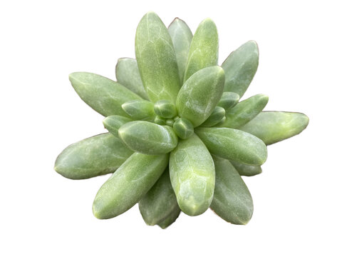 sedum