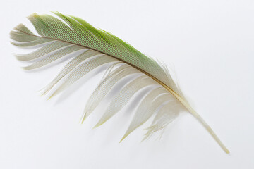 Beautiful green feather  on white background