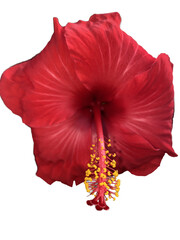 hibiscus 3