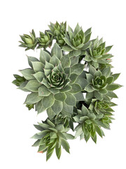 sempervivum 4