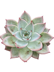 echeveria 11