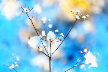Frozen plant in selective focus covered with snow on winter nature, winter background, winter scene