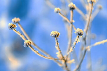 Frozen, ice plant in selective focus on winter nature, winter background.
