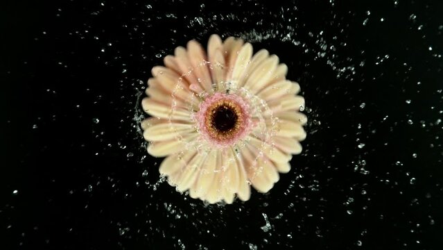 Super slow motion of rotating wet colored gerbera blossom. Splashing water around. Isolated on black background. Filmed on high speed cinema camera, 1000 fps.