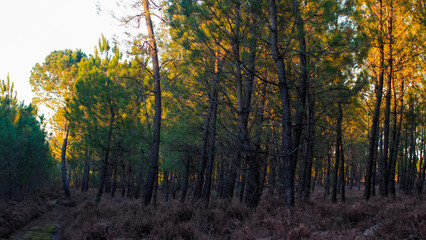 Fototapeta premium Rangées de pins dans la forêt des Landes de Gascogne, au crépuscule