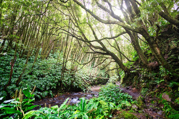 Fototapeta na wymiar Path leading through the rainforest near Salto do Prego on Sao Miguel Island, Azores, Portugal