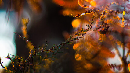 Foug&egrave;res aux teintes rougeoyantes, pendant le coucher du soleil, dans la for&ecirc;t des Landes de Gascogne