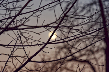 Silhouette of tree with branches and moon in the background on a sunny autumn evening at City of Zürich. Photo taken December 6th, 2022, Zurich, Switzerland.