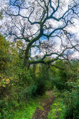tree on the mountain