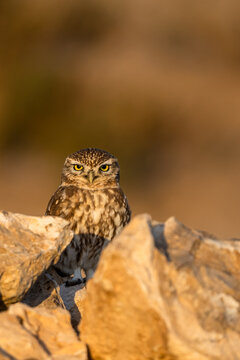 Little owl, Athene noctua, Souss-Massa National Park, Morocco.