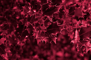 Shiny Holly closeup leaves with blurred background and copy space. Trendy natural Christmas backdrop for design with viva magenta toned color