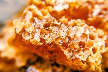 honey in honeycombs shot close-up
