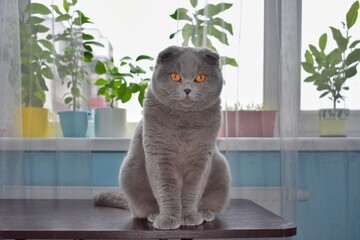 Gray Scottish fold cat sitting by the window with houseplants and looking at camera. 