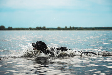 dog in the water