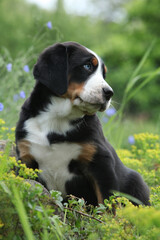 Amazing puppy in the garden