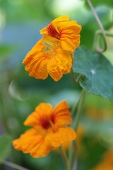 Closeup of a Garden nasturtium, known as Kappertjies in South Africa.