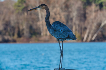 Great blue heron standing on a fishing dock at Woods Reservoir in southern Tennessee.