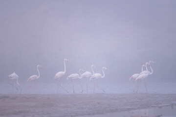 Greater flamingo, Phoenicopterus roseus, Souss Massa National Park, Morocco.