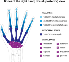 Bones of the right hand, dorsal (posterior) view