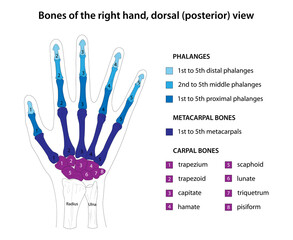 Bones of the right hand, dorsal (posterior) view