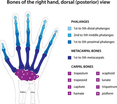 Bones of the right hand, dorsal (posterior) view