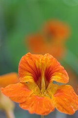 Closeup of a Garden nasturtium, known as Kappertjies in South Africa.