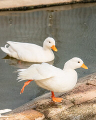 脚を伸ばすアヒル