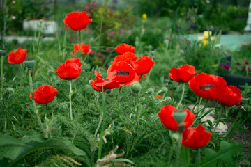 Close up of red poppy flowers in a field