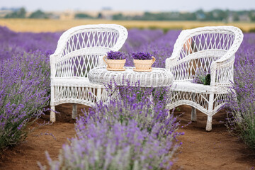 White wicker chairs and table with bouquets of lavender flowers in pots outdoor in lavender field....