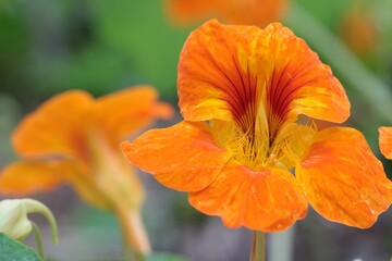 Closeup of a Garden nasturtium, known as Kappertjies in South Africa.