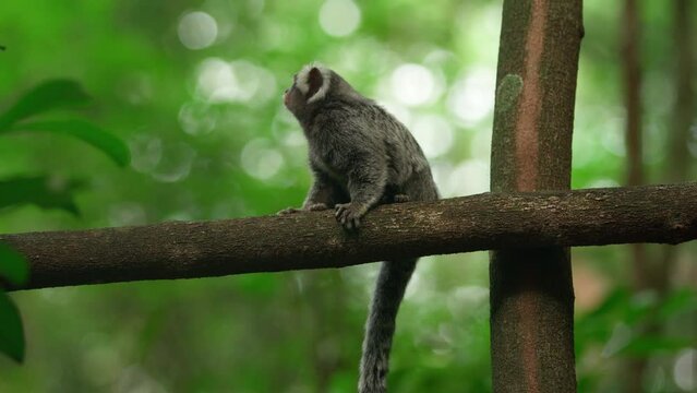 Marmoset monkey on a tree in the wild
